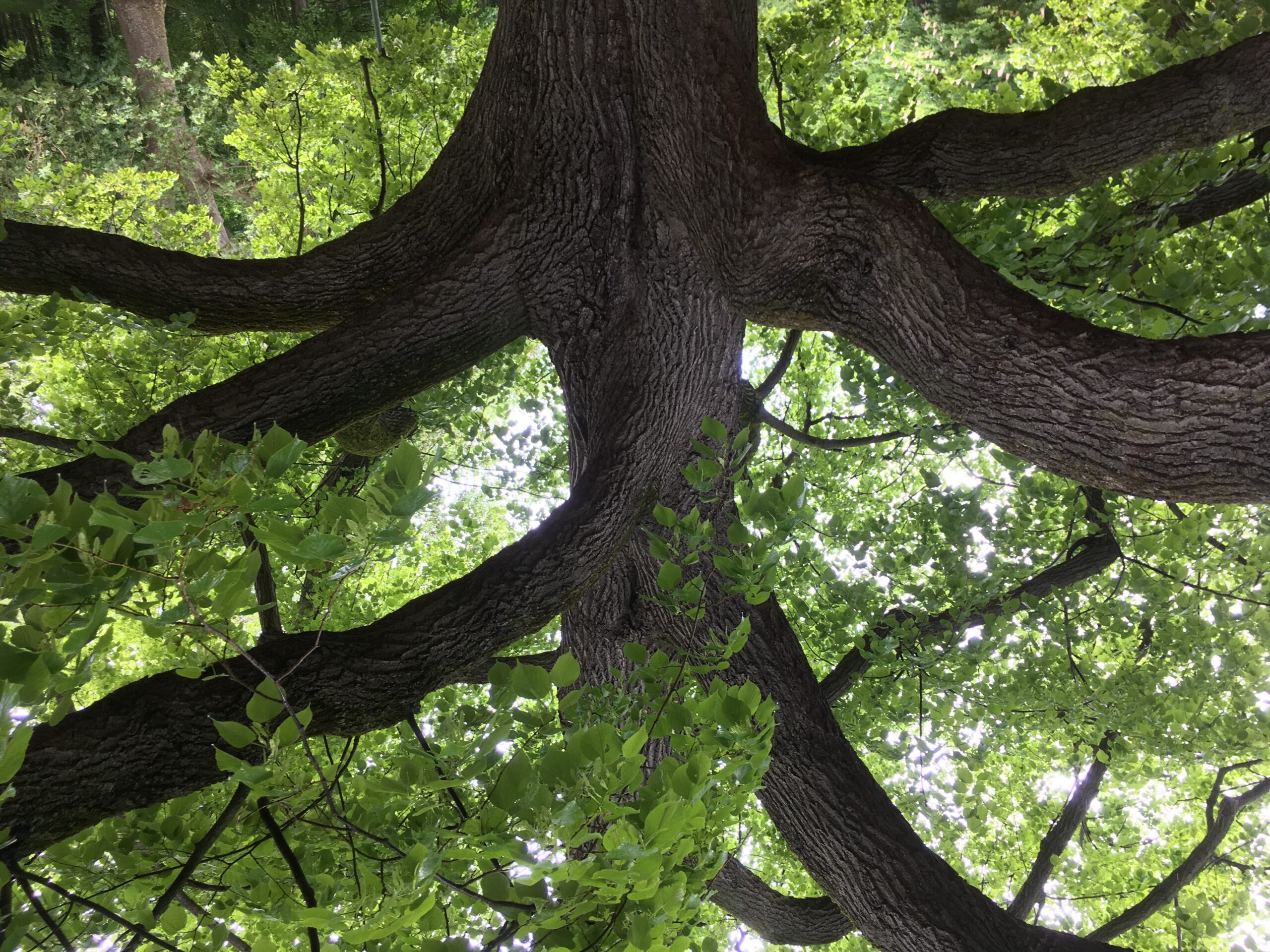 l'arbre géant allié de l'homme