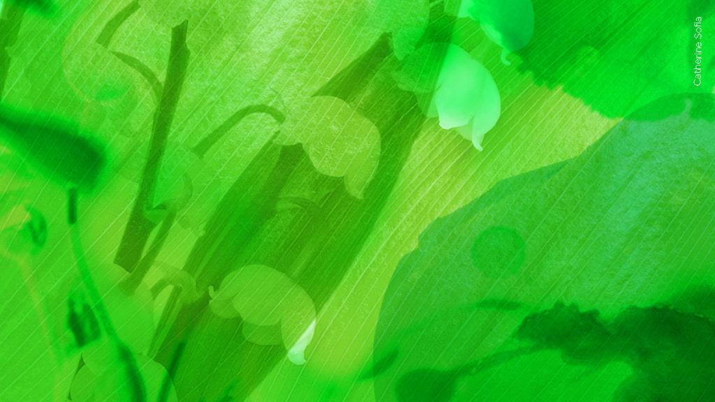 L'hirondelle et le vert